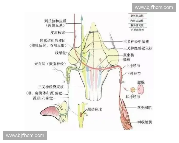 探究球类定重块在体育训练中的科学应用价值分析与发展前景探讨述